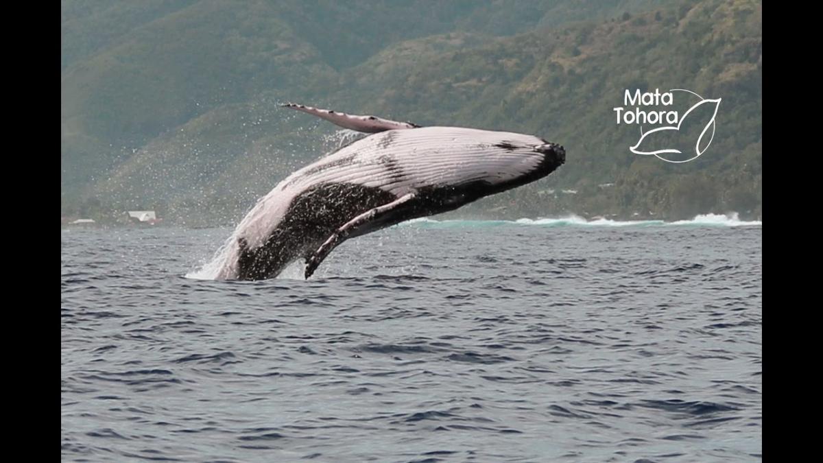 baleine_mata_tohora.jpg