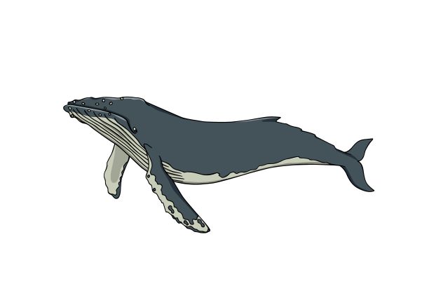 baleine