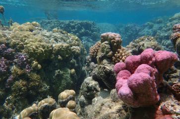 Récifs coralliens