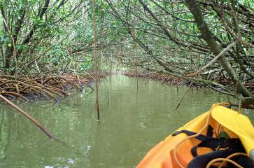 Mangrove