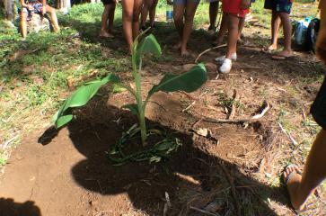 Plantation d’une variété de bananier (mei’a piatoto) sur le site de l’association Tau Pi’i Taumata Fee Fa’a Tupu Hau, situé dans la beauté de la vallée d’Opunohu